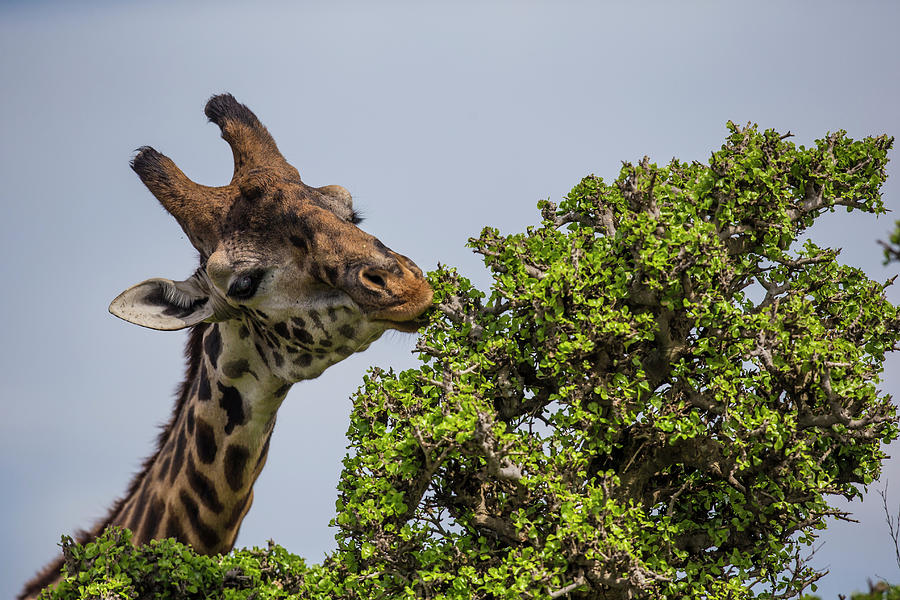 Giraffe Browsing Acacia Tree Photograph by Manoj Shah