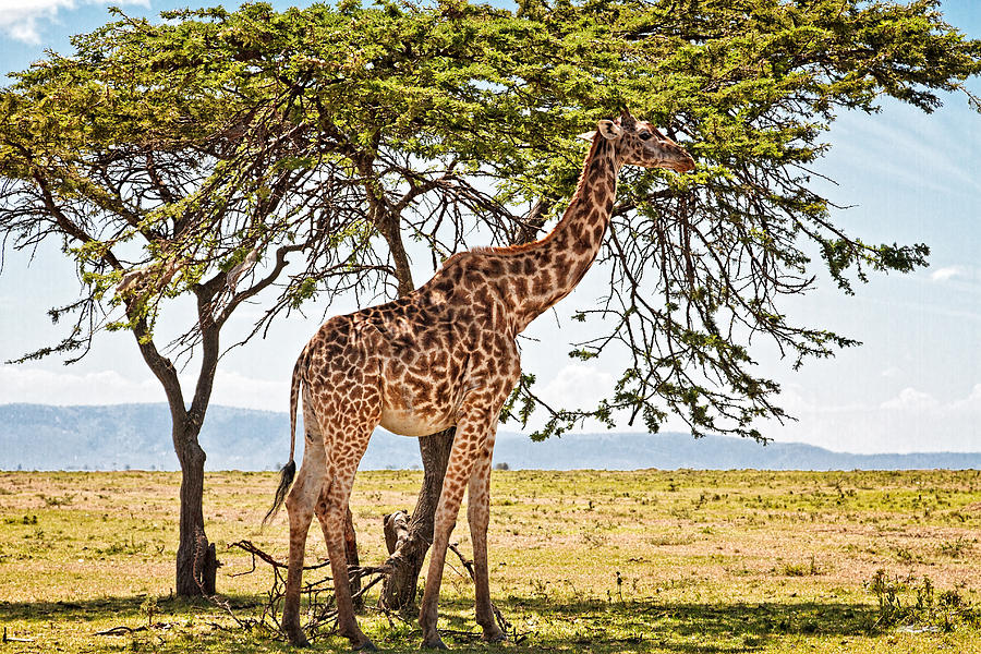Giraffe Browsing Photograph by Perla Copernik