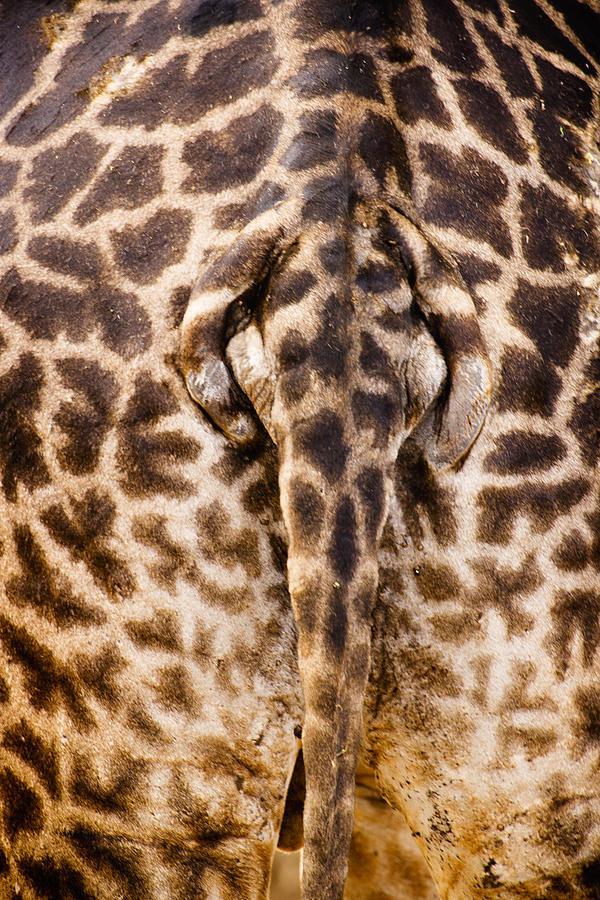 Abstract Photograph - Giraffe Butt by Adam Romanowicz