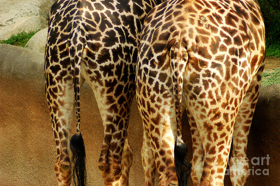 Giraffe Butts