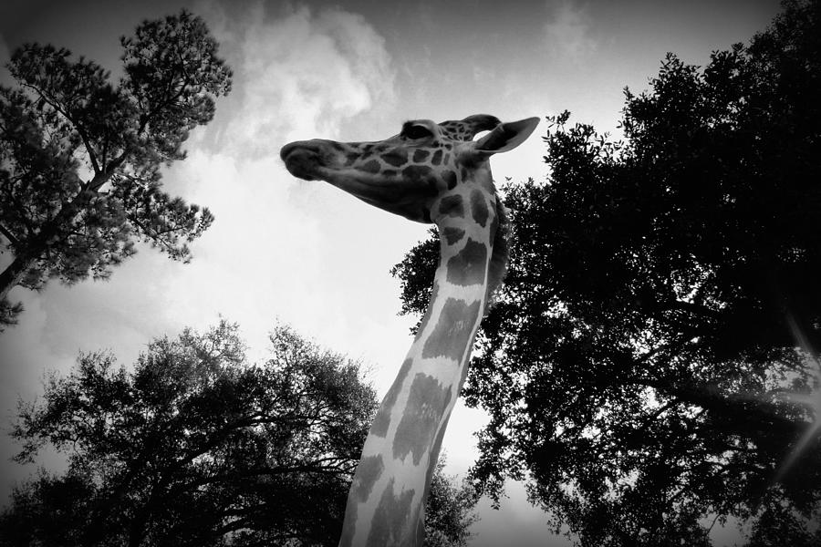 Giraffe bw - Global Wildlife Center Photograph by Beth Vincent