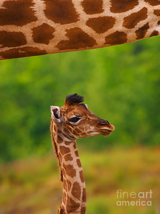 Giraffe calf below the neck of her mother II Photograph by Nick  Biemans