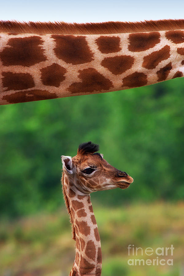 Giraffe calf below the neck of her mother Photograph by Nick  Biemans