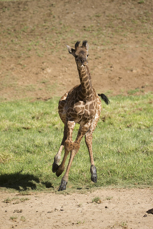 Giraffe Calf Running Photograph by San Diego Zoo