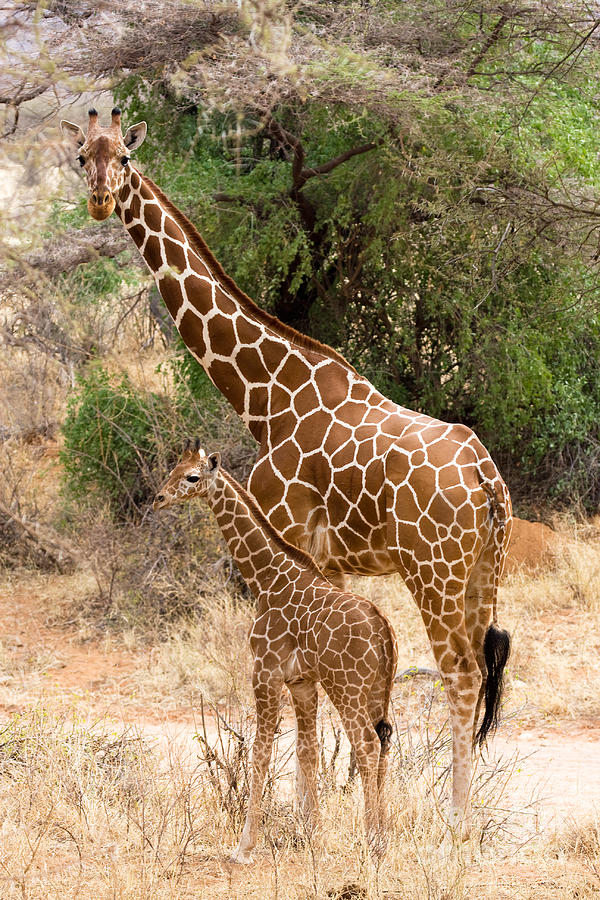 Giraffe Calf with Mother Photograph by Chris Scroggins