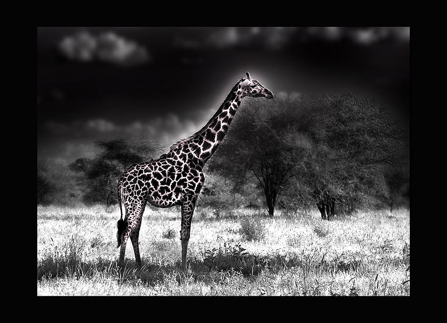 Giraffe Photograph by Christine Sponchia
