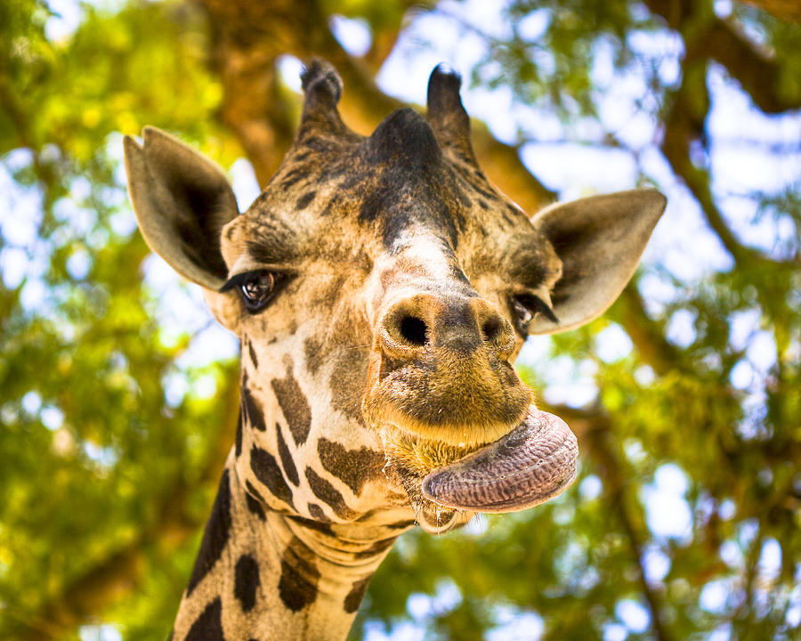 Giraffe Cleaning His Face Photograph by Mark Tisdale