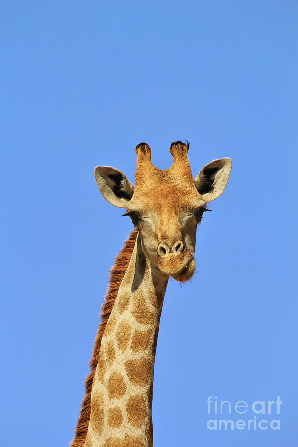 Nature Photograph - Giraffe Colors - Expression of Fun by Andries Alberts