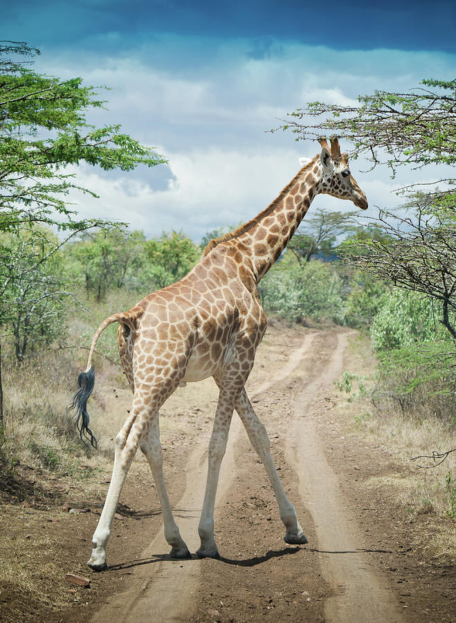 Giraffe Crossing Road In Masai Mara Photograph by Mehmed Zelkovic Giraffe Crossing Road In Masai Mara Photograph by Mehmed Zelkovic
