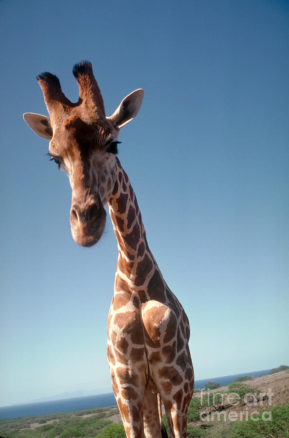 Giraffe Photograph by Dale E. Boyer