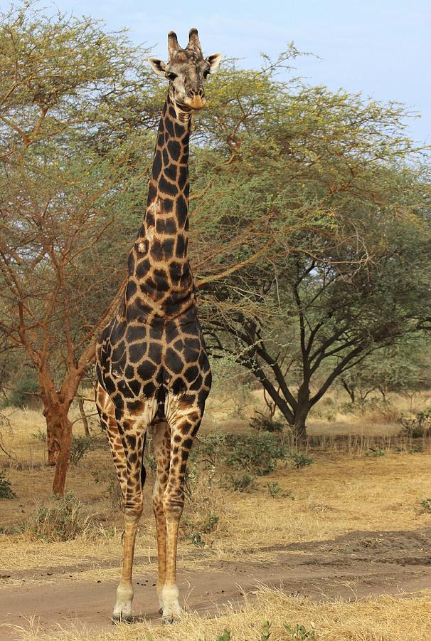 Giraffe Photograph by Dave Hall
