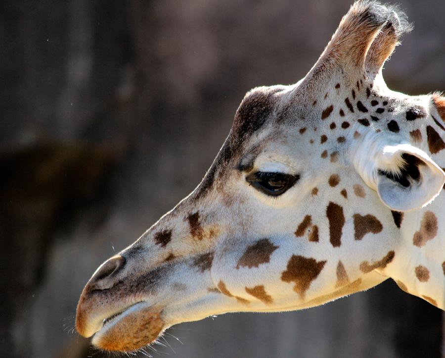 Animal Photograph - Giraffe by Debbie Nobile