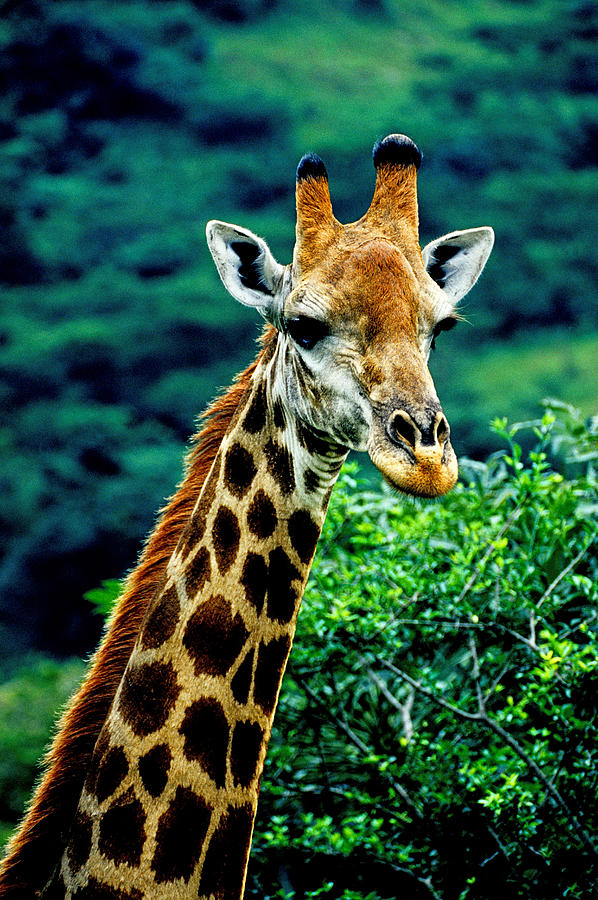 Giraffe Photograph by Dennis Cox