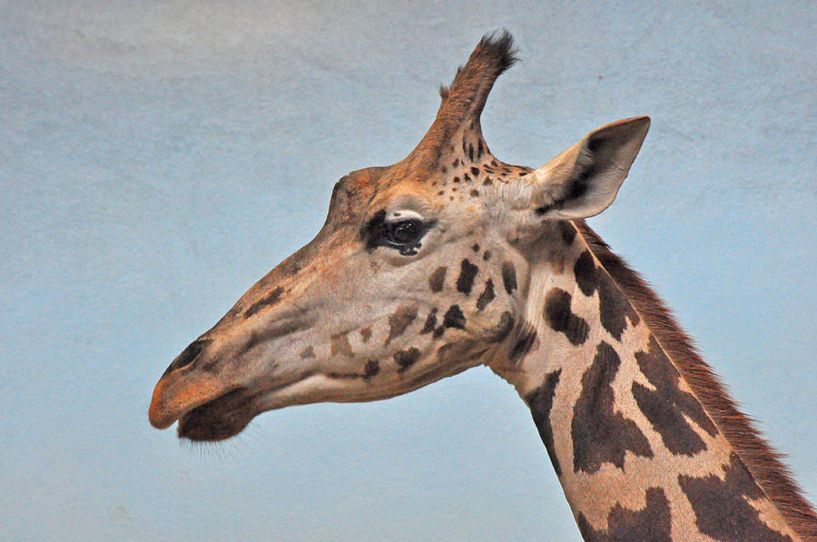Giraffe At the Bronx Zoo Photograph by Diane Lent