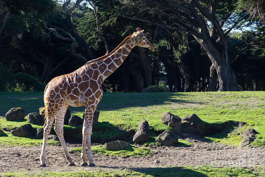 Giraffe DSC2839 Photograph by Wingsdomain Art and Photography