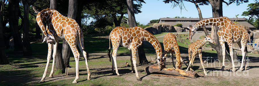 Giraffe DSC2872 long Photograph by Wingsdomain Art and Photography