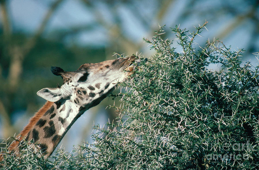 Giraffe Photograph - Giraffe Eating Acacia by Gregory G. Dimijian, M.D.