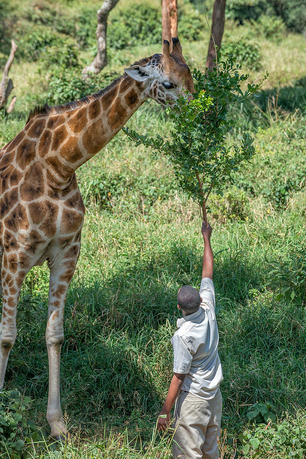 Giraffe Eating Off Branch, Nairobi Photograph by James Steinberg