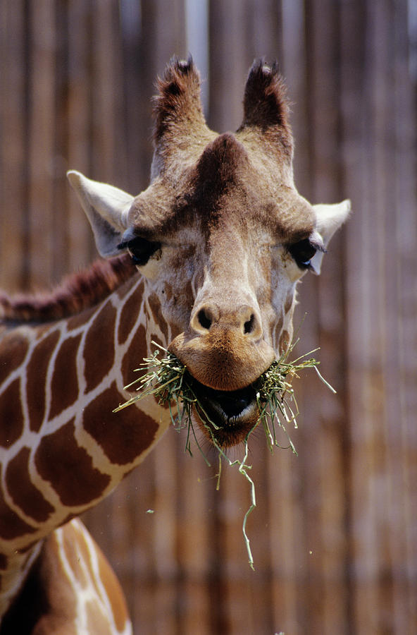 Albuquerque Photograph - Giraffe Eating by Sally Mccrae Kuyper/science Photo Library