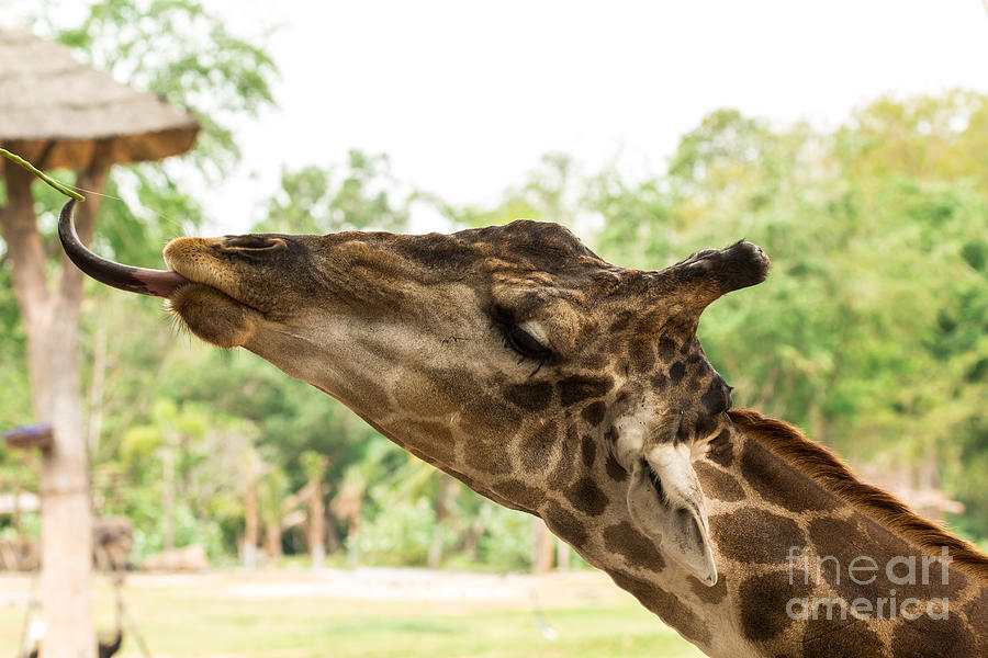 Giraffe eating Photograph by Tosporn Preede