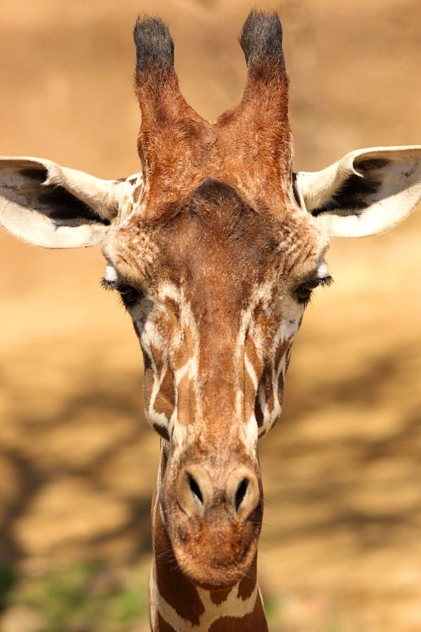 Giraffe Photograph by Elizabeth Budd