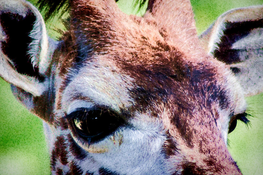 Giraffe Eyes Digital Art by Photographic Art by Russel Ray Photos