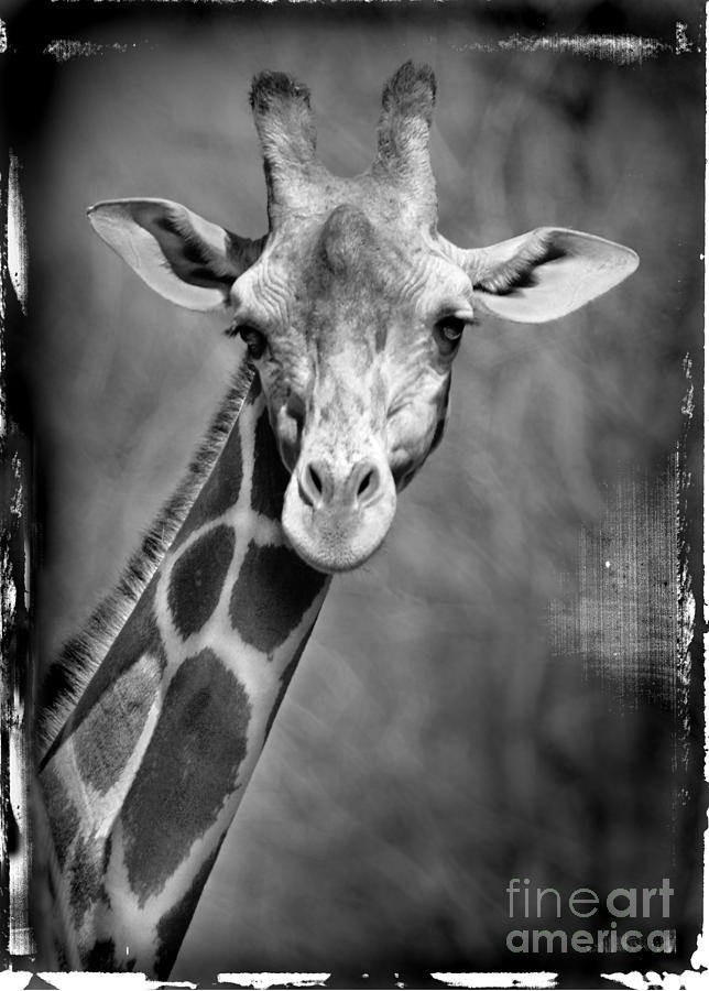 Giraffe Face in Black and White Photograph by Jill Battaglia