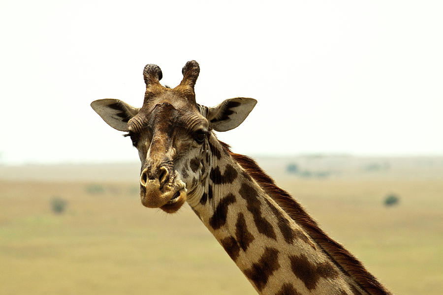 Giraffe Face Photograph by Mb Photography