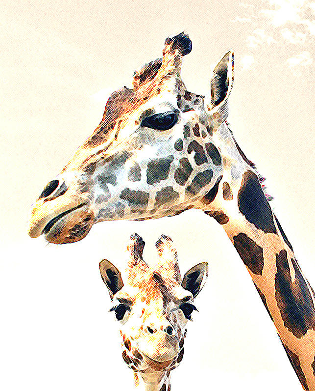 Giraffe Faces Photograph by Christopher McKenzie