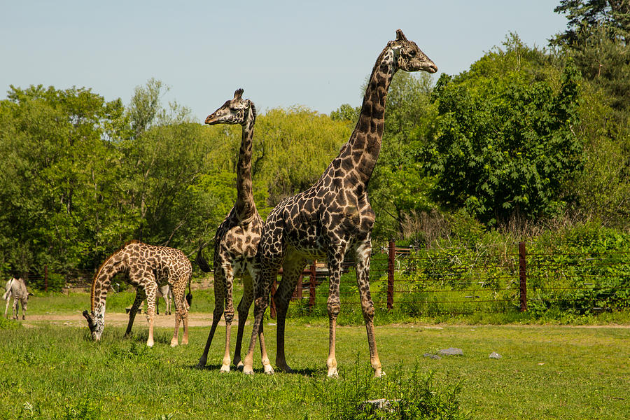 Boston Photograph - Giraffe Family by Allan Morrison