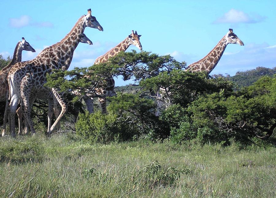 Giraffe family group Photograph by Karen Jane Jones