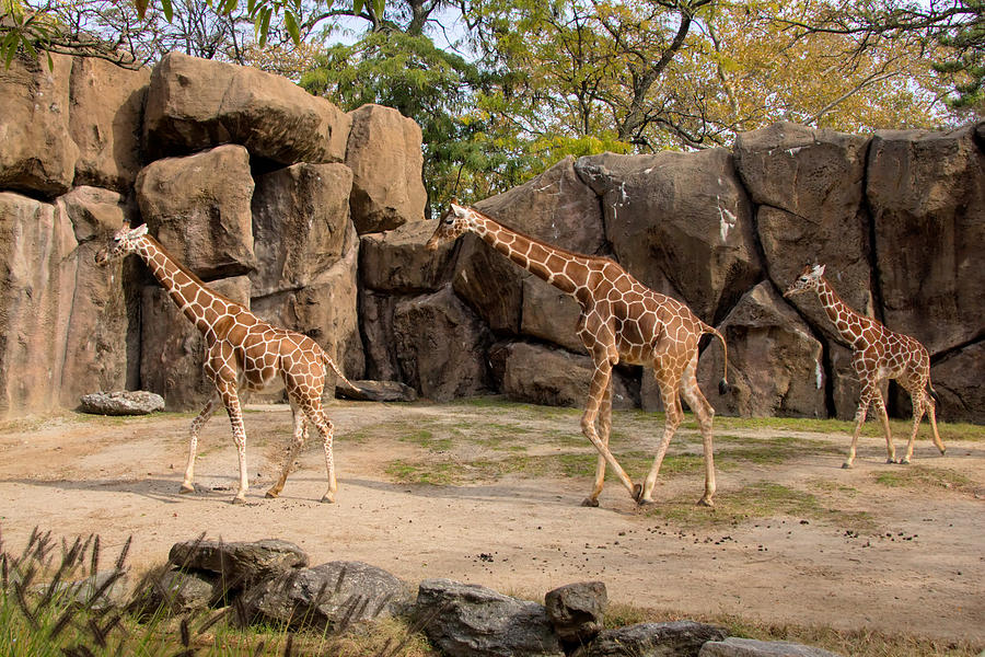 Giraffe Family of Three Photograph by Jack Nevitt