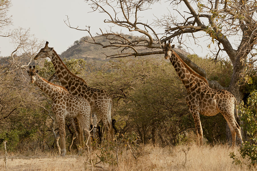 Giraffe Family Passing Through Photograph by Lynn Starnes - Fine Art ...