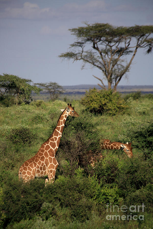 Tree Photograph - Giraffe feeding by Deborah Benbrook