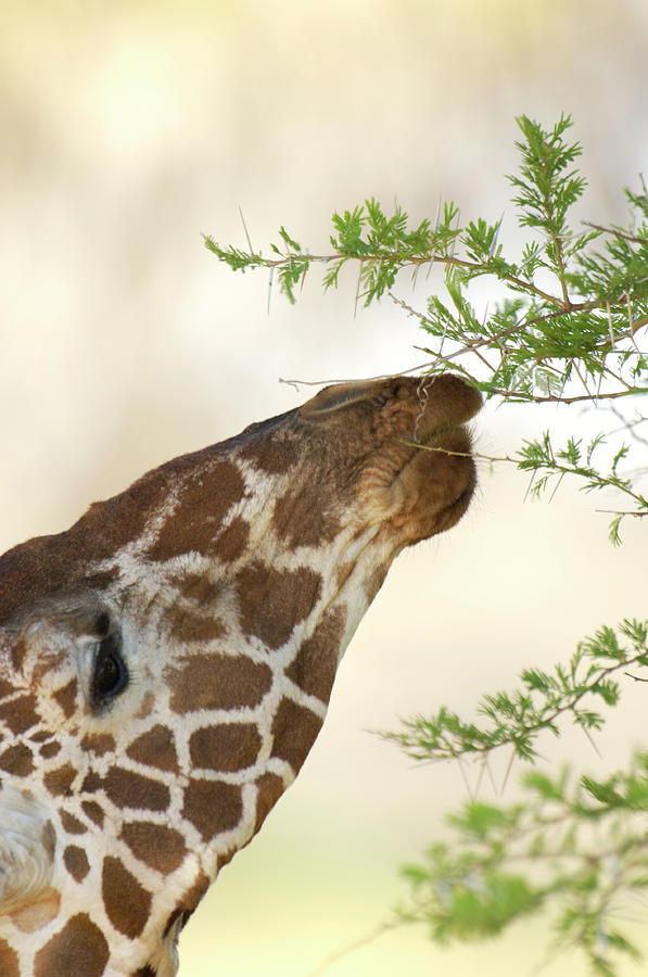 Wildlife Photograph - Giraffe Feeding by Dr P. Marazzi/science Photo Library