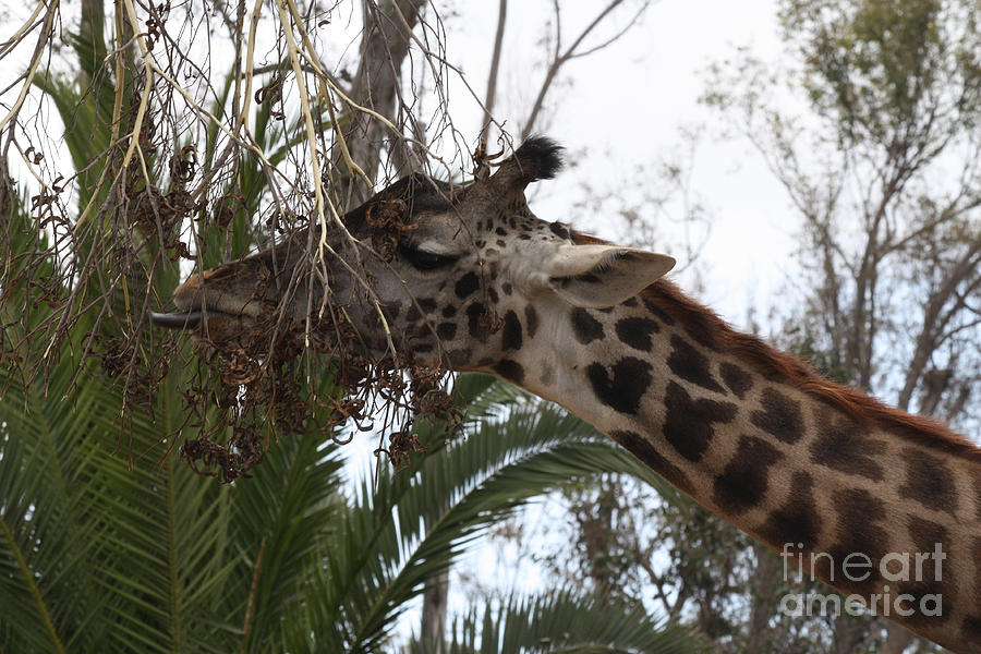 Giraffe Feeding Photograph by John Telfer