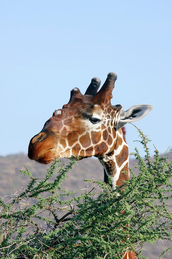 acacia tree giraffe