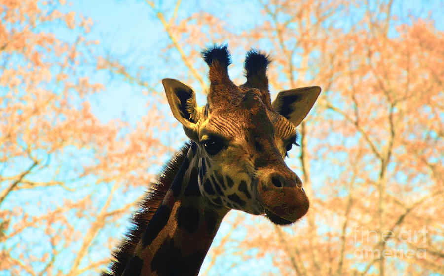 Giraffe Photograph by Frank Larkin