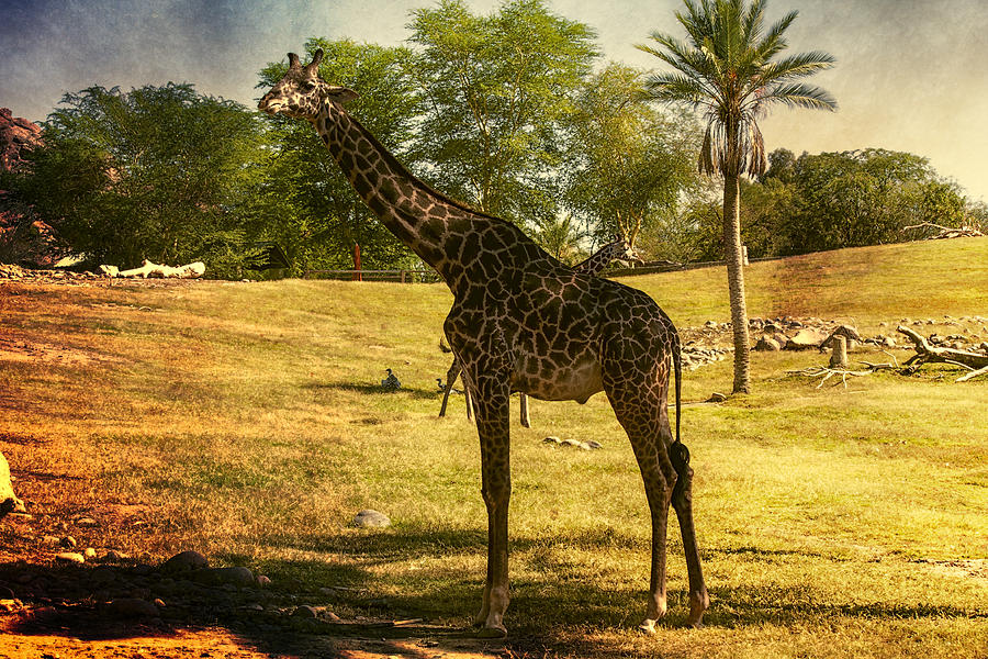Nature Photograph - Giraffe by Fred Larson