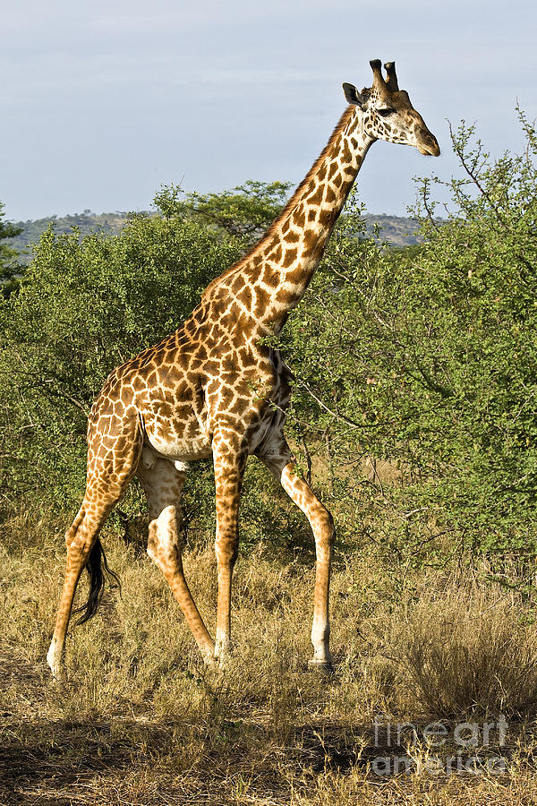 Giraffe From Tanzania Photograph by Timothy Hacker
