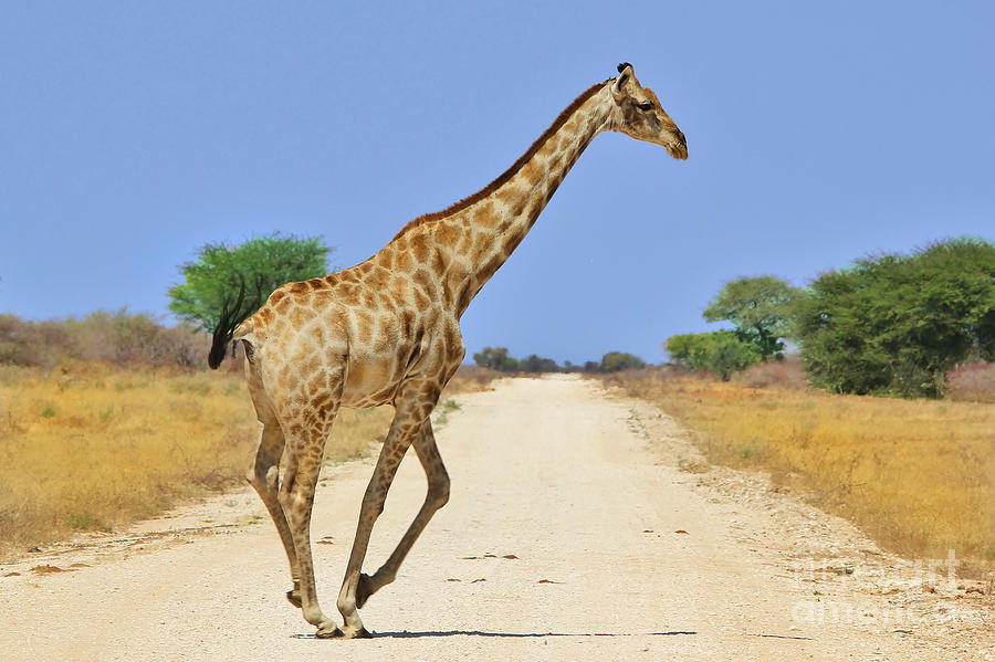 Giraffe Gallop Of Gold Photograph