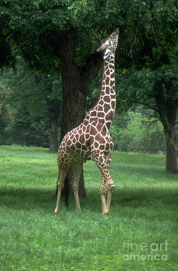 Tree Photograph - Giraffe by Gary Gingrich Galleries