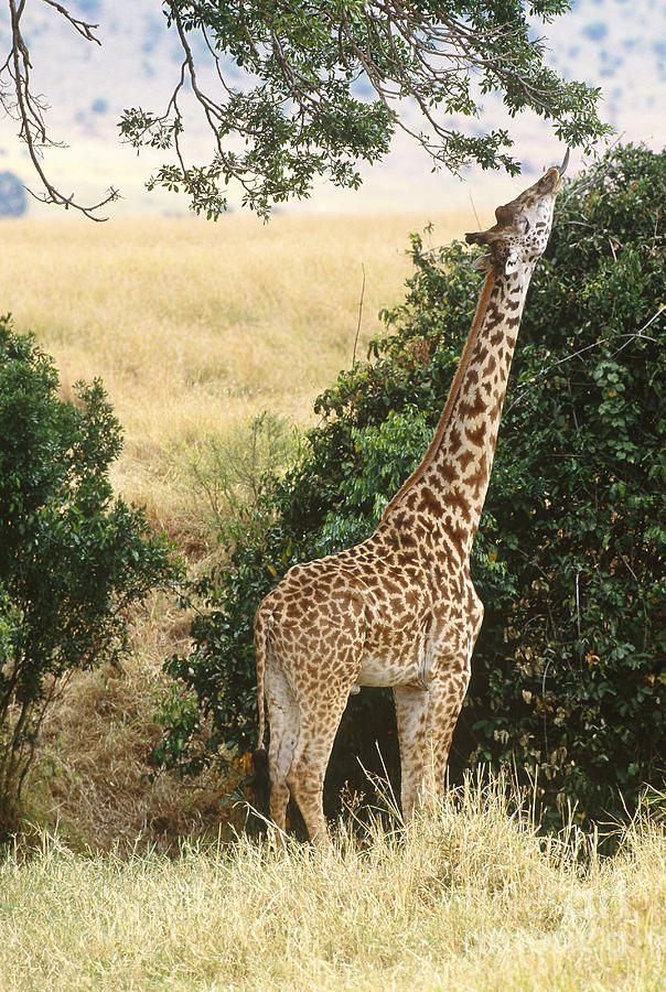 Giraffe Giraffa Camelopardalis Photograph by Art Wolfe