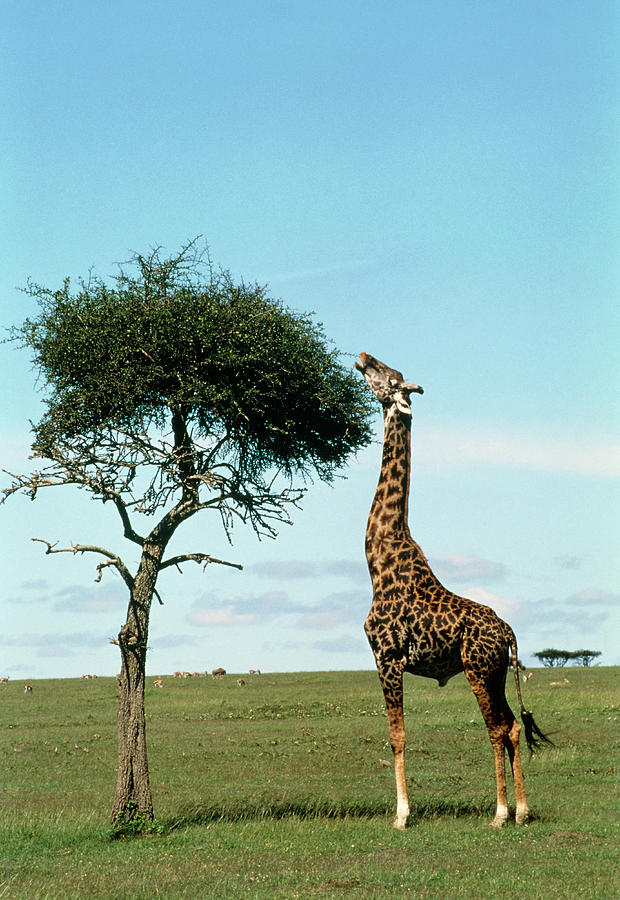 Giraffe Giraffa Camelopardalis Eating From Tree Photograph By William Ervin Science Photo Library