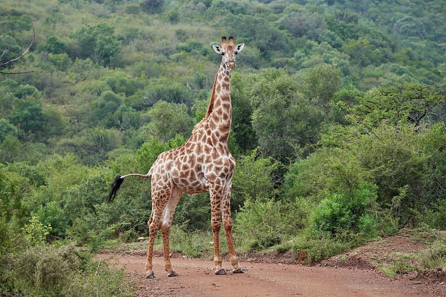 Giraffe, Giraffa Camelopardalis Photograph by Juergen Ritterbach