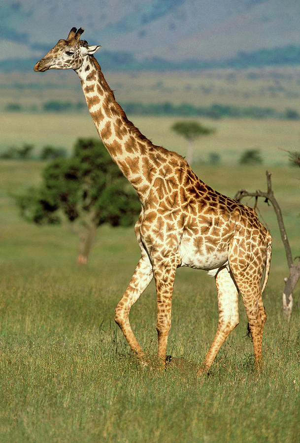Giraffe (giraffa Camelopardalis) On Grassland Photograph by William Ervin/science Photo Library