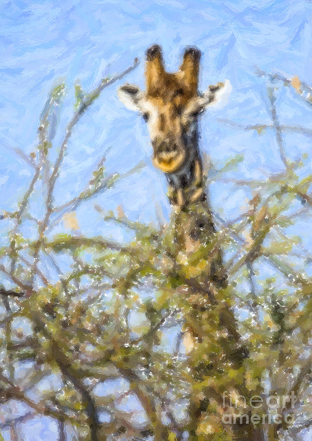 Giraffe Giraffa camelopardalis peeping from Acacia Digital Art by Liz Leyden