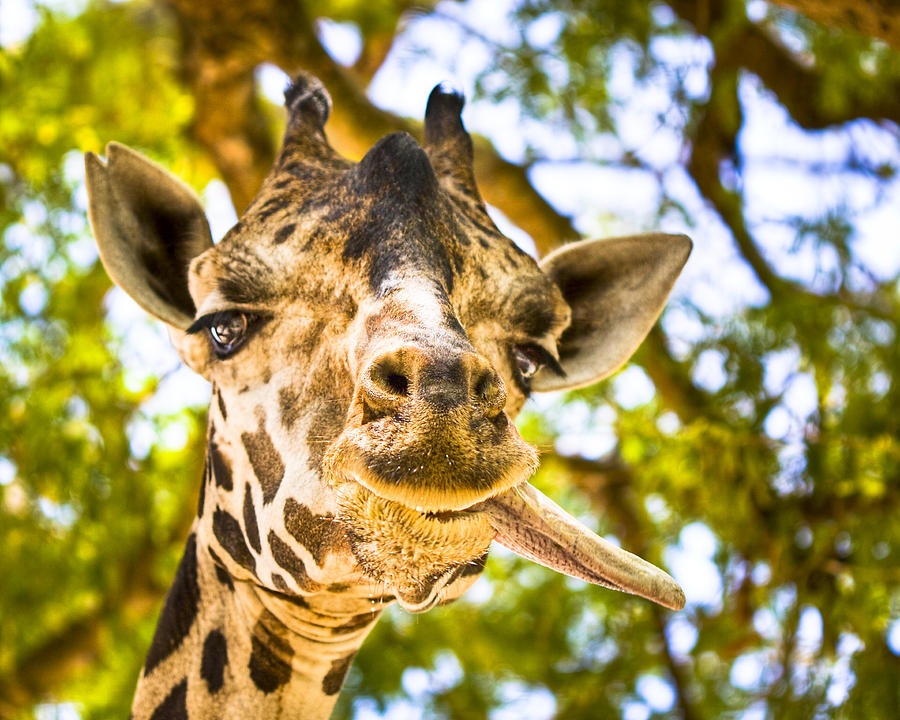 Giraffe Gives a Raspberry Photograph by Mark Tisdale