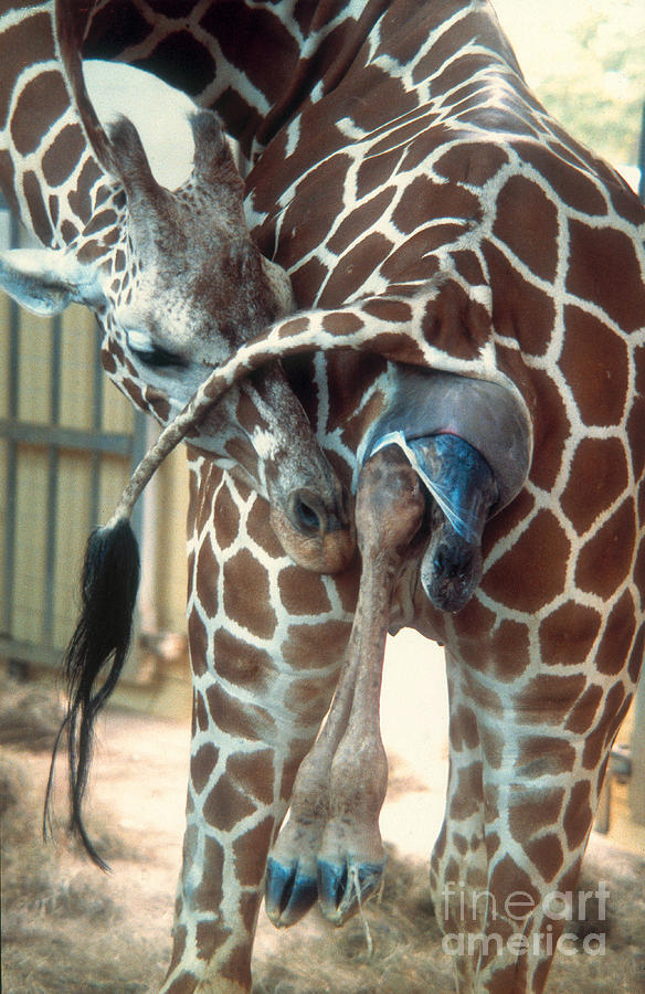 Giraffe Giving Birth Photograph by Gregory G. Dimijian