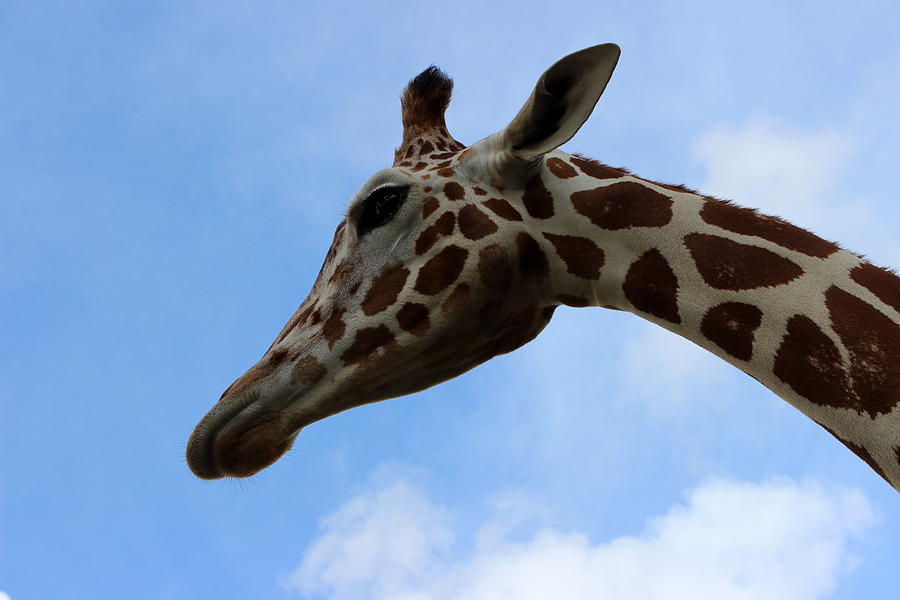 Giraffe - Global Wildlife Center Photograph by Beth Vincent